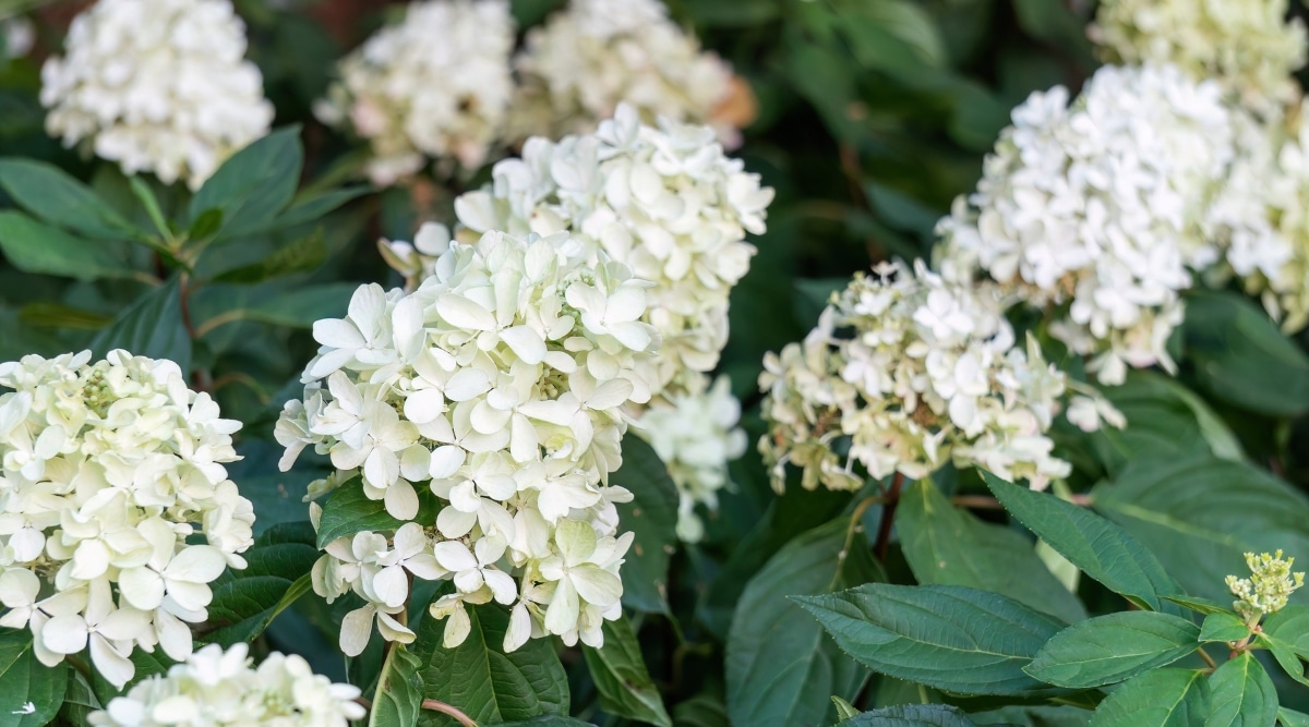 Un primer plano presenta un racimo más pequeño y escaso de flores de hortensias blancas, complementado con pequeñas hojas verdes.  La simplicidad de la composición agrega un encanto discreto a la escena general.