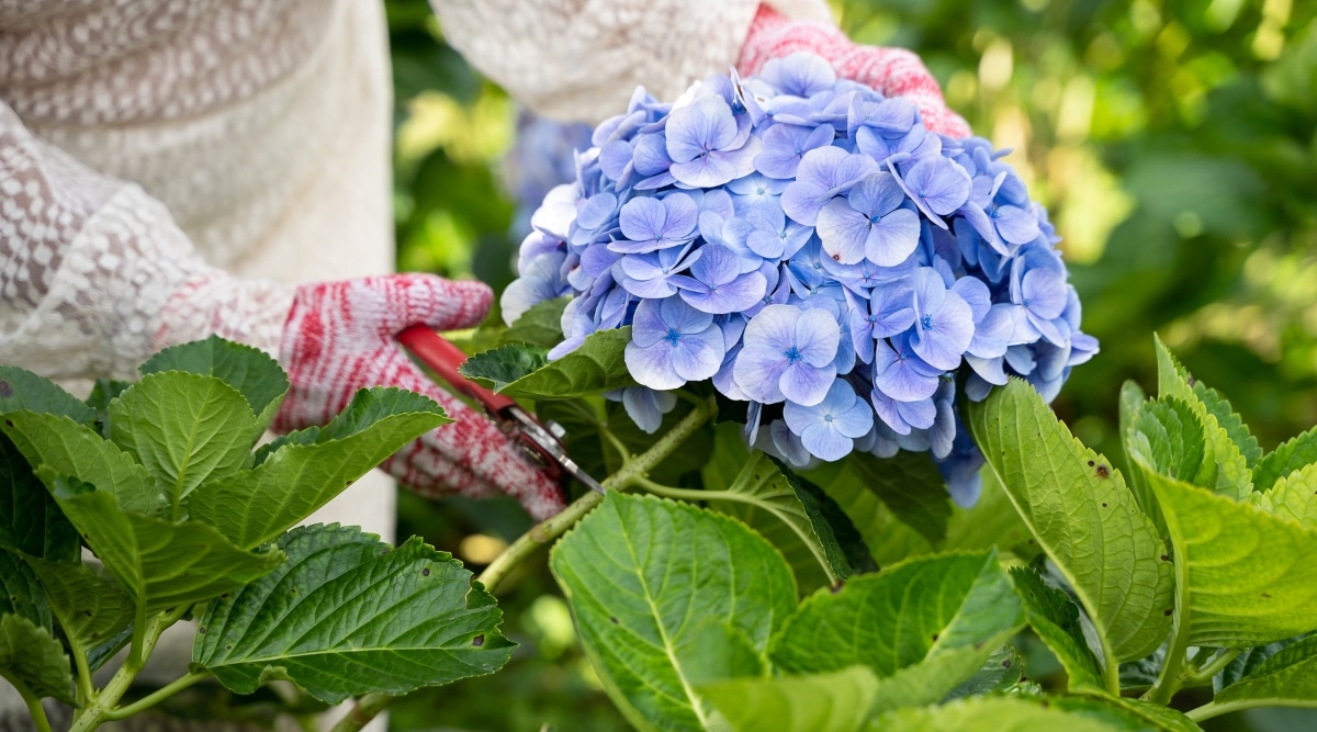 Con guantes rojos de jardinería, un hombre está podando cuidadosamente una planta de hortensia 'BloomStruck'.  Las flores tienen un color azul y parecen estar en plena floración.  Las hojas son brillantes y verdes, proporcionando un hermoso telón de fondo para las coloridas flores.  El tallo es grueso y resistente, lo que permite realizar un corte limpio.