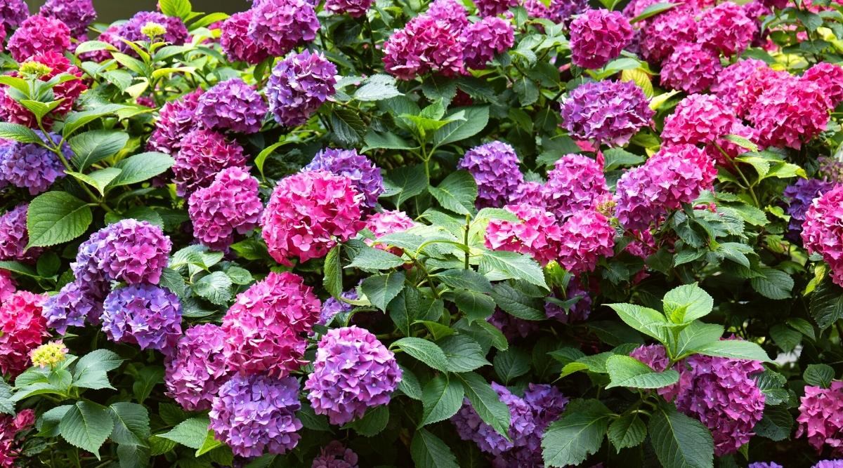 Arbusto de flores grandes con racimos de flores redondeadas de color púrpura y rosa oscuro que florecen por todas partes.  El follaje es verde, de forma ovalada, con una punta puntiaguda en cada hoja. 