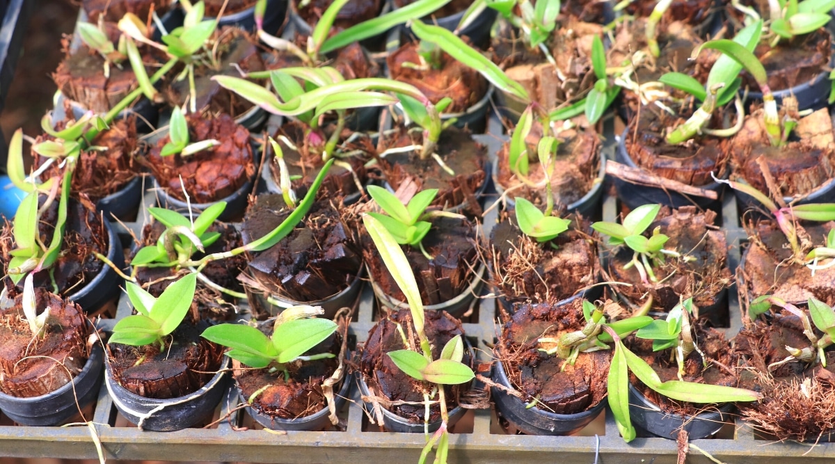 Un montón de plántulas de orquídeas en macetas de plástico negro en un invernadero.  Las plántulas tienen varias hojas de color verde brillante de forma ovalada oblonga.