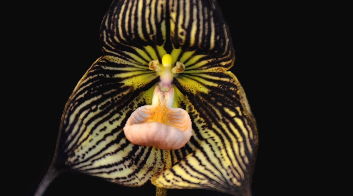 Primer plano de una flor de orquídea drácula 'Vampira' contra un fondo negro.  La flor es grande, única, tiene tres pétalos anchos de color verdoso, cubiertos casi por completo con numerosas venas delgadas, paralelas, oblongas, negras.  Un labelo blanco con vetas anaranjadas sobresale del centro de la flor.