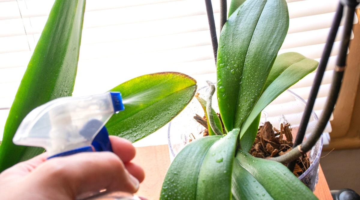 Primer plano de una mano masculina rociando agua en una planta de orquídea en maceta de una botella de spray azul, en un alféizar de madera clara.  La orquídea tiene hojas alargadas, ovaladas, densas, de color verde oscuro, lisas y espigas de flores altas y gruesas.