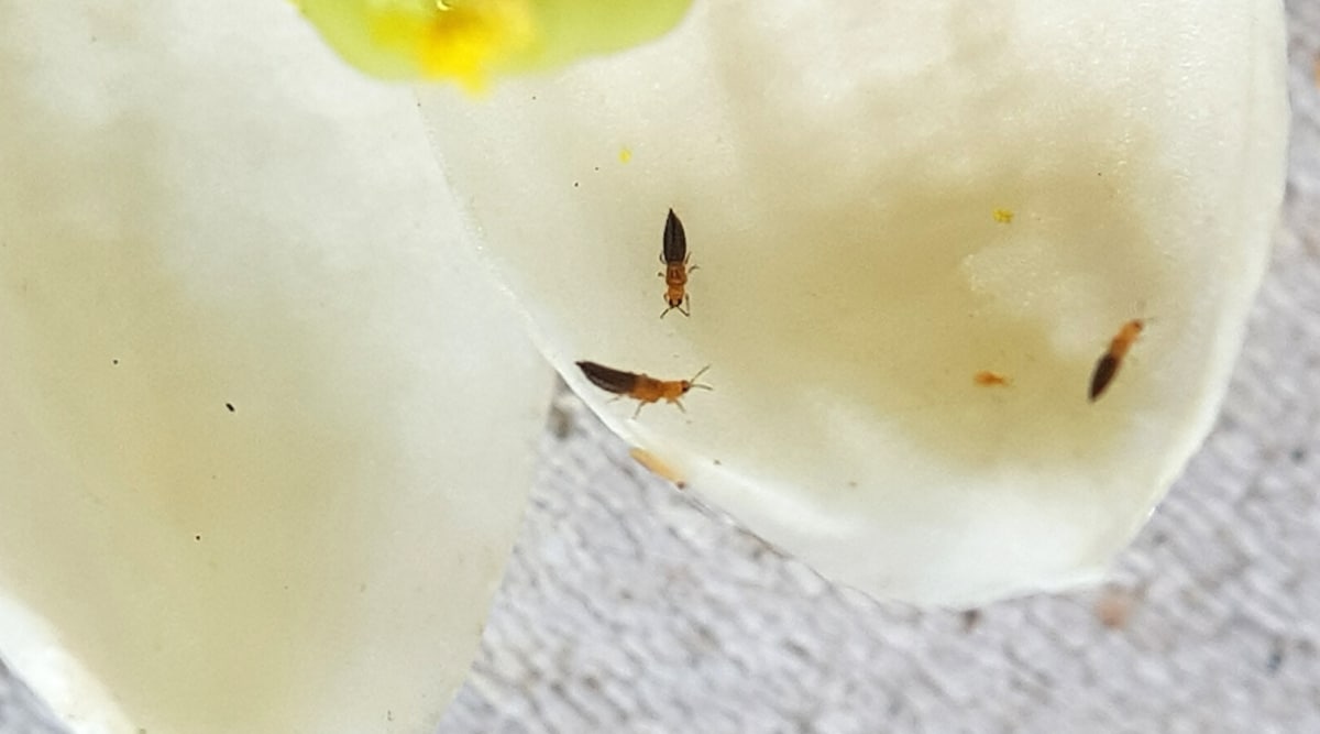Primer plano de trips en pétalos blancos.  Los trips son pequeños insectos alados con cuerpos estrechos, oblongos, de color marrón oscuro.